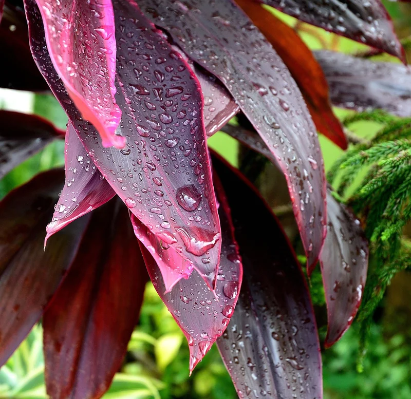 Nachher der Garten